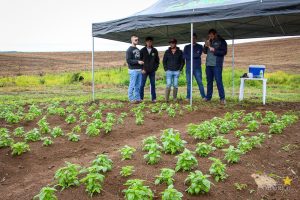 Dia de Campo de Olericultura Guarapuava Campo Real Engenharia Agronomica