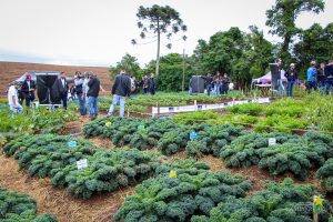 Dia de Campo de Olericultura Guarapuava Campo Real Engenharia Agronomica