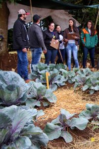 Dia de Campo de Olericultura Guarapuava Campo Real Engenharia Agronomica