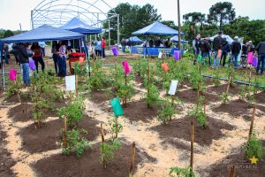 Dia de Campo de Olericultura Guarapuava Campo Real Engenharia Agronomica