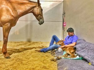 Egressos de Medicina Veterinária são aprovados em mestrado