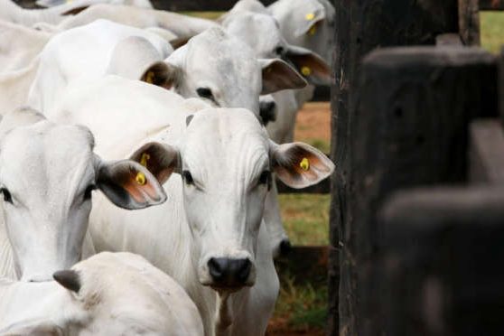 Grupo de Estudos e Pesquisas em Saúde e Sanidade Animal