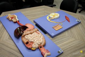 Laboratório Morfofuncional II e Simulação Virtual