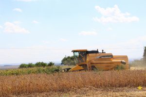 Colheita da Fazenda Experimental supera expectativas