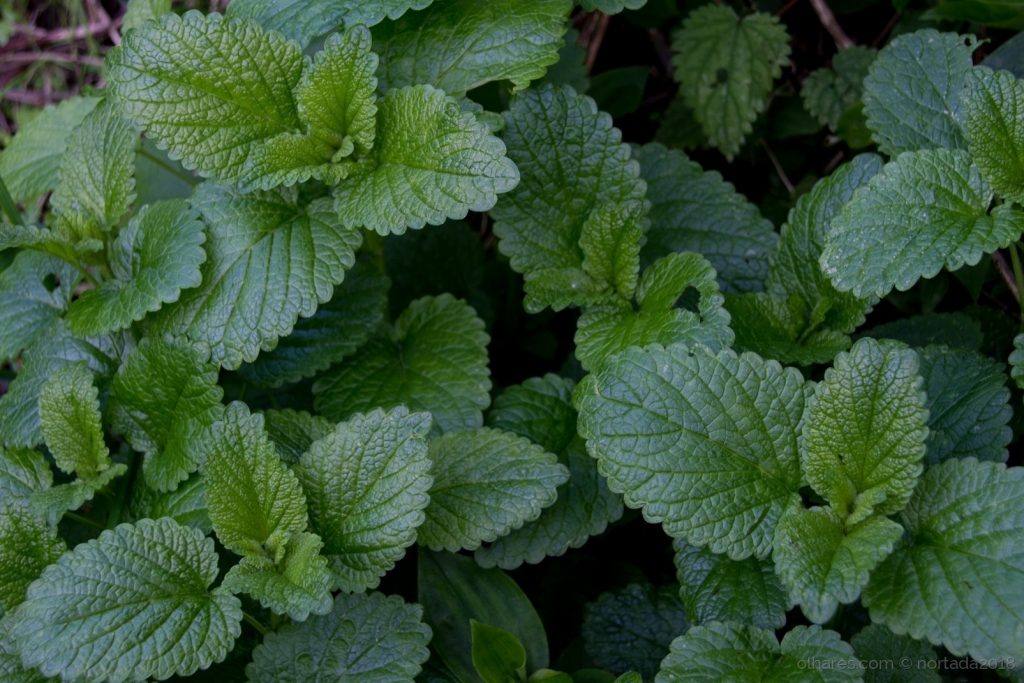 plantas medicinais animais