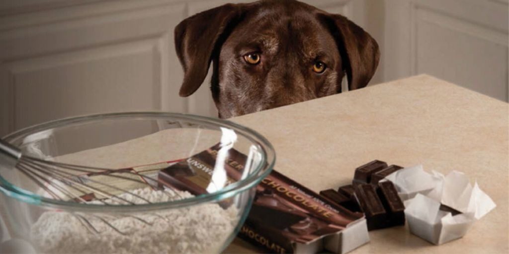 Posso dar chocolate para meu pet