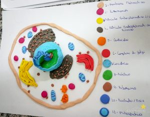 Biomedicina promove aula prática de biologia celular