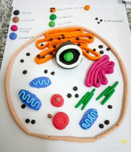 Biomedicina promove aula prática de biologia celular