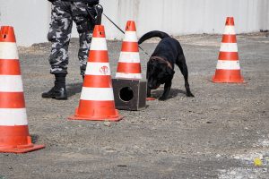 Medicina Veterinária promove atividade com o Batalhão de Polícia Militar