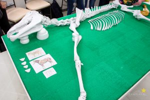 Medicina Veterinária realiza Exposição de Osteologia