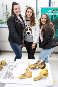 Medicina Veterinária realiza Exposição de Osteologia