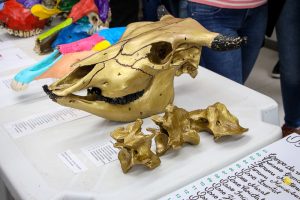 Medicina Veterinária realiza Exposição de Osteologia
