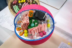 Acadêmicos promovem exposição de célula animal e vegetal