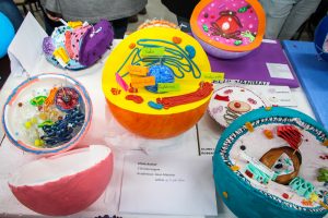Acadêmicos promovem exposição de célula animal e vegetal