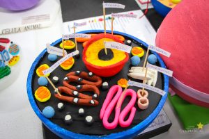 Acadêmicos promovem exposição de célula animal e vegetal