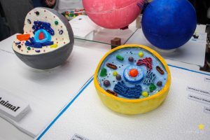 Acadêmicos promovem exposição de célula animal e vegetal