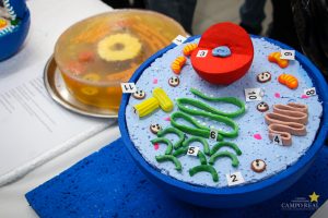 Acadêmicos promovem exposição de célula animal e vegetal