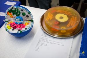 Acadêmicos promovem exposição de célula animal e vegetal