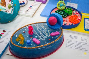 Acadêmicos promovem exposição de célula animal e vegetal