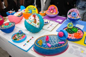Acadêmicos promovem exposição de célula animal e vegetal