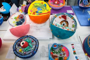 Acadêmicos promovem exposição de célula animal e vegetal