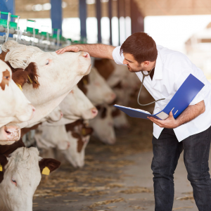 Campo Real ofertará Medicina Veterinária no período noturno