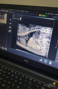 Hospital Veterinário recebe raio-x digital